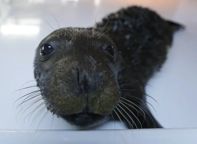 Andrianna a one-month old female Mediterranean monk seal is seen at the Attica Zoological Park in Spata, eastern Athens, on Wednesday, December 10, 2014. The orphaned seal, was found four weeks ago by local residents on the Aegean Island of Skopelos, central Greece and its veterinary condition was critical. (Photo by Thanassis Stavrakis/AP Photo)