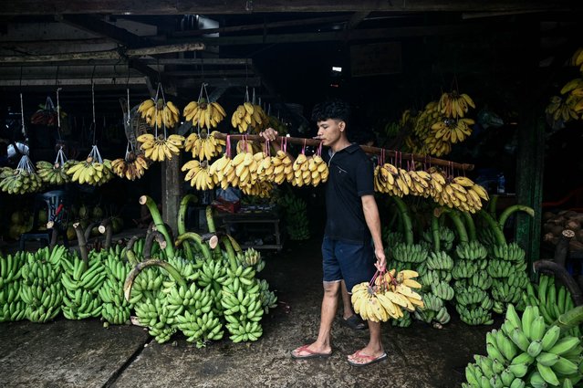 A vendor carries bananas at a market in Yangon on September 1, 2025. (Photo by Sai Aung Main/AFP Photo)