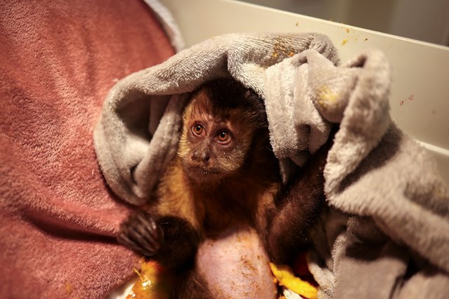 This tiny female capuchin monkey, named Maria, was shot in the shoulder in Rio de Janeiro, Brazil in September 2025. She lost the use of her legs and was treated by the Instituto Vida Livre, but sadly did not survive. In almost 10 years, 69 wild animals have been shot in Rio, just some of the wildlife caught in Rio’s rampant gun crime. (Photo by João Laet/The Guardian)