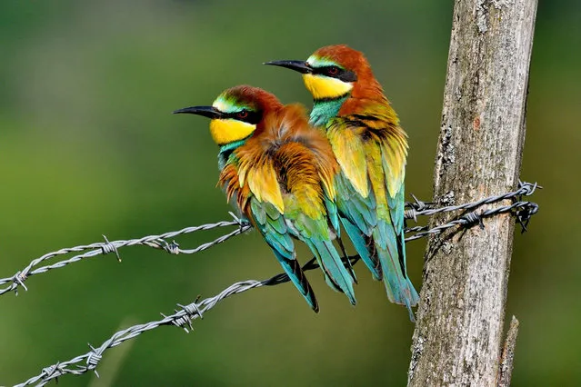 A couple of European bee-eater (Merops apiaster) couple nest in the lower valley of the River Bourbeusein in the Bourgogne-Franche-Comté region of eastern France. Europe’s breeding bird populations have shifted on average a kilometre north every year for the past three decades, probably driven by the climate crisis, according to one of the world’s largest citizen science projects on biodiversity the European Breeding Bird Atlas. (Photo by Dominique Delfino/Biosphoto/Alamy Stock Photo)