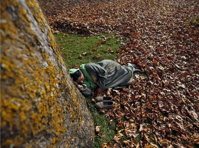 A Kashmiri woman sleeps amid fallen leaves of a Chinar tree at the Mughal Gardens in Srinagar, November 17, 2015. (Photo by Danish Ismail/Reuters)