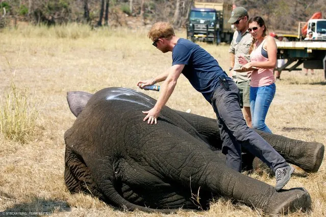 Undated picture of Prince Harry while he worked in Malawi with African Parks as part of an initiative involving moving 500 elephants over 350 kilometres across Malawi from Liwonde National Park and Majete Wildlife Reserve to Nkhotakota Wildlife Reserve, issued by Kensington Palace in London, Britain on October 28, 2016. (Photo by Frank Weitzer/Reuters/African Parks)