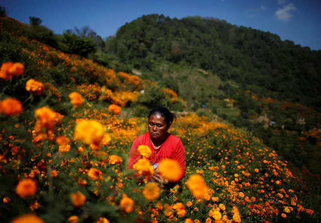A woman picks marigold flowers used to make garlands and offer prayers for the Tihar festival, also called Diwali, in Kathmandu, Nepal October 29, 2016. (Photo by Navesh Chitrakar/Reuters)