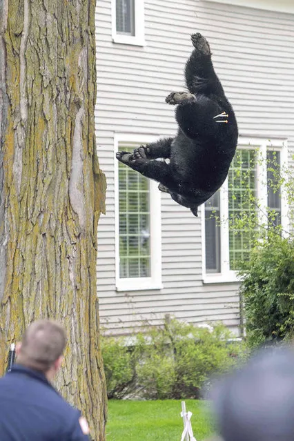 A tranquilized black bear falls from a tree outside of a home on Sunday, May 14, 2023 in Traverse City, Mich. Representatives from the Michigan Department of Natural Resources, DNR Conservation Officers, Traverse City Police, Traverse City Fire and Traverse City Light and Power were able to remove the bear after several tranquilizer darts with plans to relocate it. (Photo by Jan-Michael Stump/Traverse City Record-Eagle via AP Photo)
