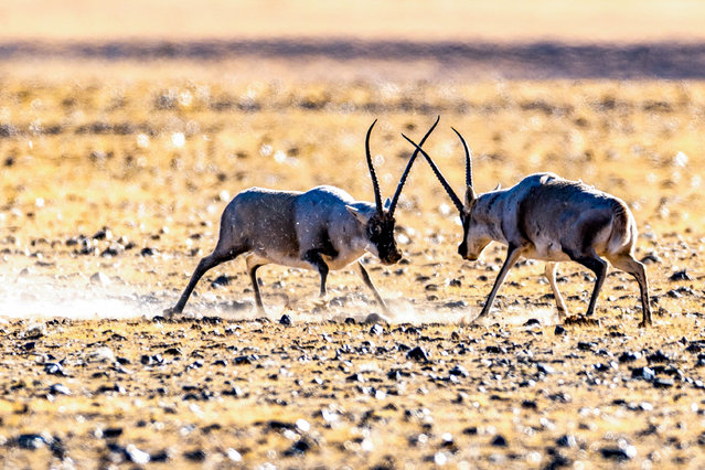 Two male Tibetan antelopes fight at the Changtang National Nature Reserve in southwest China's Xizang Autonomous Region, December 3, 2025. Winter is the mating season for Tibetan antelopes, which enjoy first-class state protection in China, and are mostly found in the Xizang Autonomous Region, Qinghai Province and the Xinjiang Uygur Autonomous Region. (Photo by Xinhua News Agency/Rex Features/Shutterstock)