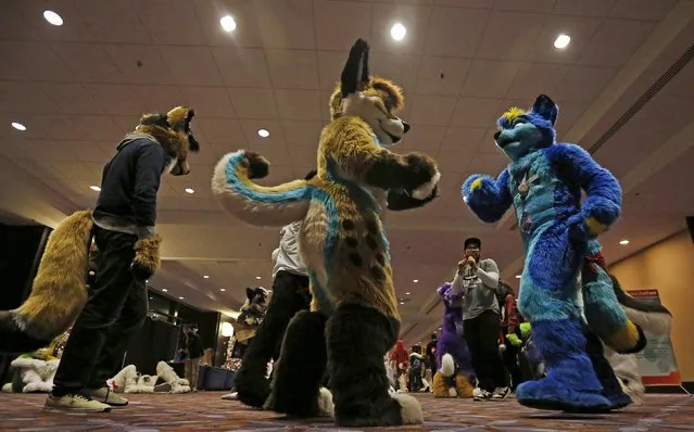 Attendees dressed in "fursuit" costumes dance in the hallway at the Midwest FurFest in the Chicago suburb of Rosemont, Illinois, United States, December 4, 2015. (Photo by Jim Young/Reuters)