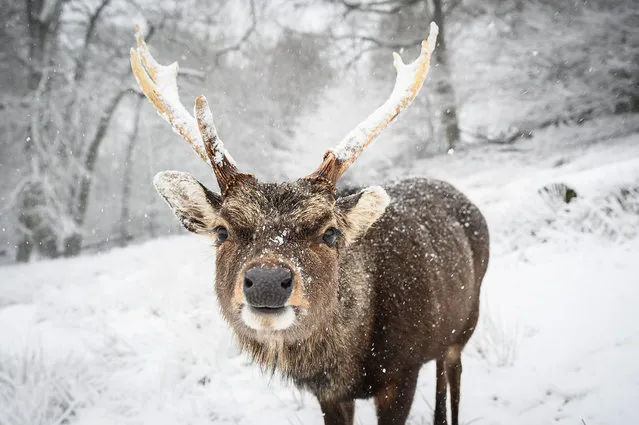 A deer is seen in the snow on Knole Park on February 07, 2021 in Sevenoaks, England. Heavy snow in Scotland and South East England over this weekend kick start a week of freezing temperatures across many parts of the UK. (Photo by Leon Neal/Getty Images)