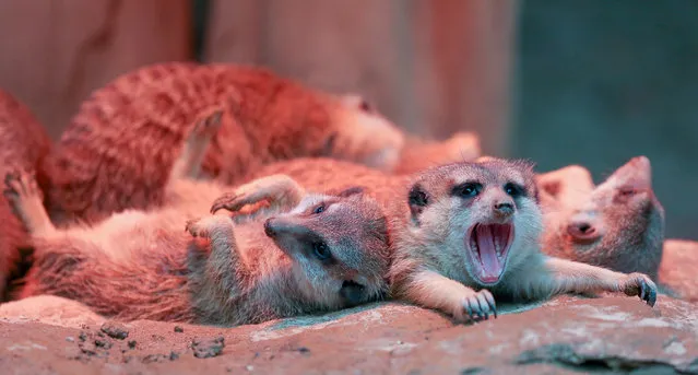 Meerkats take a rest under a heat lamp on December 11, 2015 at the zoo in Osnabrueck, northern Germany. (Photo by Friso Gentsch/AFP Photo/DPA)
