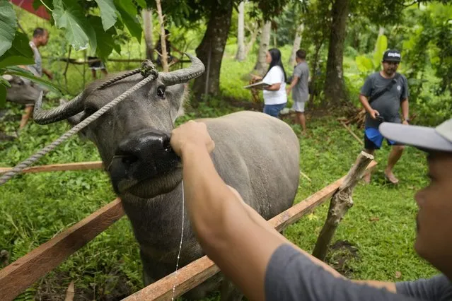 A water buffalo receives oral deworming fluids from a veterinarian as they are brought to a pooling center outside the 6-kilometer “permanent danger zone” near Mayon Volcano in Daraga, Albay province, northeastern Philippines, Sunday, June 11, 2023. (Photo by Aaron Favila/AP Photo)