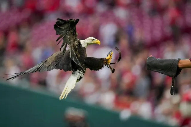 A Cincinnati Zoo handler receives Sam the bald eagle on the field during the national anthem before a baseball game between the Colorado Rockies and the Cincinnati Reds in Cincinnati, Tuesday, June 20, 2023. Animals were on the field as part of Cincinnati Zoo night at the ballpark. (Photo by Aaron Doster/AP Photo)