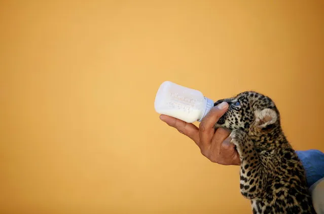 A keeper feeds a four-week-old jaguar while presenting it to the media, at a zoo in Ciudad Juarez, Mexico, October 14, 2015. (Photo by Jose Luis Gonzalez/Reuters)