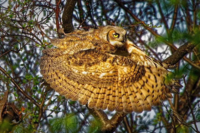 Great horned owl. High River, Alberta, Canada. Gold prize in behaviour – birds. (Photo by Dale Paul/World Nature Photography Awards)