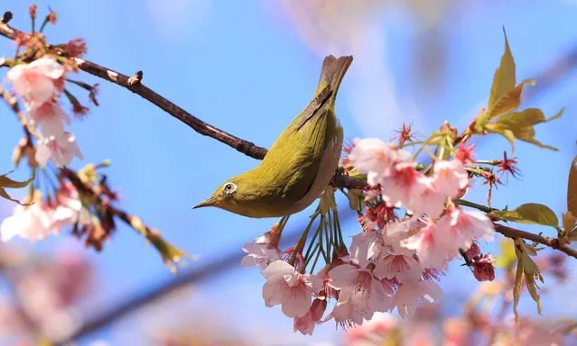 A little bird perches on a branch of cherry tree at Tokyo's Ueno park on Monday, March 15, 2021. Japan Meteorological Agency announced cherry trees came into blooms on March 14 in Tokyo. (Photo by Yoshio Tsunoda/AFLO/Rex Features/Shutterstock)