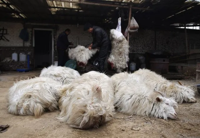 Goats whose legs are bound lay on a yard at a slaughterhouse while butchers slaughter other goats at Dashiwo village, on the outskirts of Beijing January 26, 2015. (Photo by Kim Kyung-Hoon/Reuters)