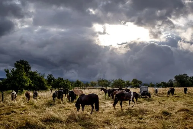 Icelandic horses stand on a meadow of a stud farm in Wehrheim near Frankfurt, Germany, after a rain storm passed by on Wednesday, July 5, 2023. (Photo by Michael Probst/AP Photo)