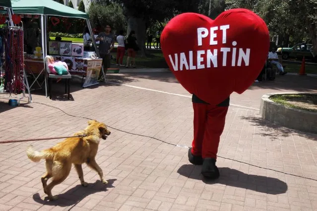 A dog tries to follow a man wearing a heart-shaped costume as they attend a symbolic pets wedding during Valentine's Day celebrations organized by a local municipality in Lima February 14, 2015. (Photo by Enrique Castro-Mendivil/Reuters)