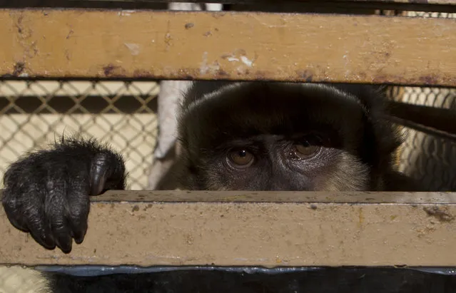 A capuchin monkey peers from a cage at a police station after being recovered from a vendor's street stall in La Paz, Bolivia, Tuesday, August 28, 2018. The monkey, which is illegal to have as a pet, will be taken to a refuge where it will be rehabilitated before being released back into into its natural habitat, according to police. (Photo by Juan Karita/AP Photo)