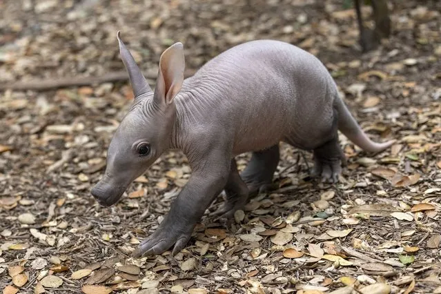 In this photo released by the San Diego Zoo Wildlife Alliance an aardvark cub explores her habitat at the San Diego Zoo on June 10, 2022. For the first time in more than 35 years, an aardvark pup has been born at the zoo. The female, which has not yet been named, was born May 10. Zookeepers say she is doing well and that her mother, Zola, is caring and attentive. (Photo by Ken Bohn/San Diego Zoo Wildlife Alliance via AP Photo)