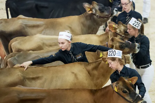Cows are judged at the Bath and West Diary Show, the UK's largest diary show, at the Royal Bath and West Showground on October 3, 2018 in Somerset, England. With the UK due to exit the EU in less than six months, a great deal of uncertainty still surrounds the future of the agricultural industry. (Photo by Matt Cardy/Getty Images)