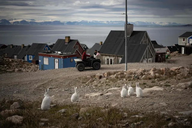 This photograph taken on August 17, 2023, shows Arctic rabbits standing in the remote Eastern Greenland village of Ittoqqortoormiit, that has a population of approximately 300 inhabitants, in Scoresby Sound Fjord, Eastern Greenland. The French National Centre for Scientific Research is undertaking an expedition to explore Greenland's isolated fjords, the planet's largest fjord system, which remains vastly understudied. The expedition, arranged by the volunteer-run French initiative Greenlandia, is dedicated to understanding the climate change's effects on Scoresby Fjord and its inhabitants. (Photo by Olivier Morin/AFP Photo)