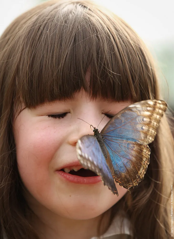 Hundreds Of Tropical Butterflies Displayed At The New Natural History Museum Exhibition