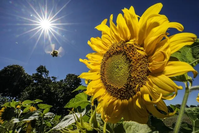 A bee flies from a sunflower in the warm sun at a field in Gelsenkirchen, Germany, Tuesday, September 5, 2023. Late summer has returned to Germany with clear blue skies and temperatures at 30 degrees Celsius. (Photo by Martin Meissner/AP Photo)