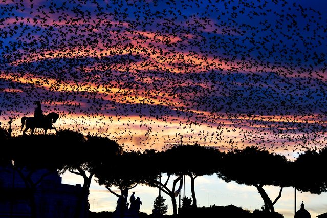 A swarm of starlings flies over the Altare della Patria monument (Unknown soldier) in the city centre of Rome during sunset, on November 27, 2018. (Photo by Vincenzo Pinto/AFP Photo)