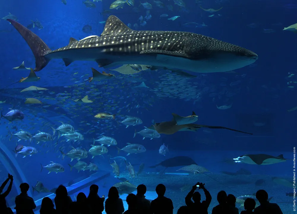 Whale Shark In Okinawa Aquarium
