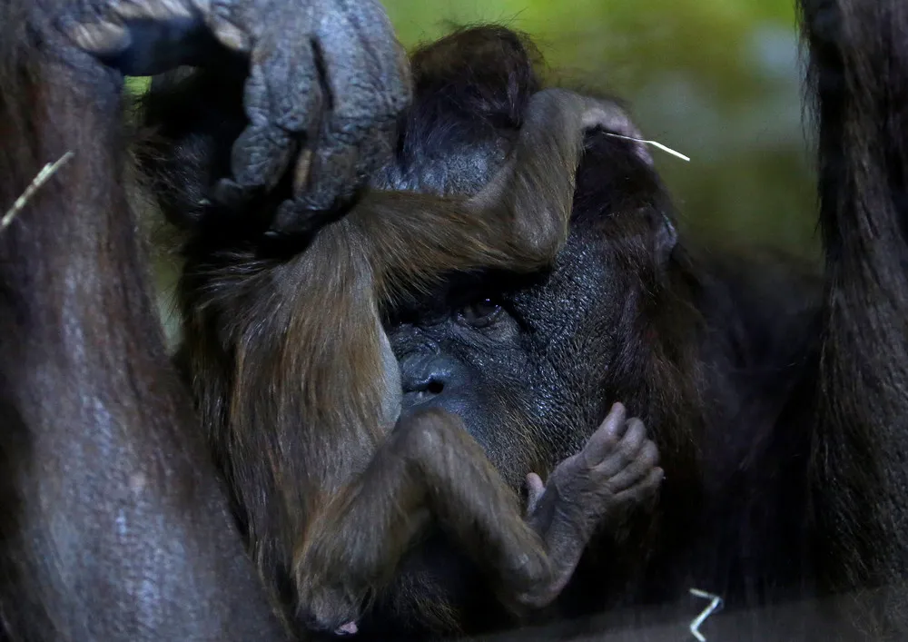 Orangutan Born at the Usti nad Labem Zoo