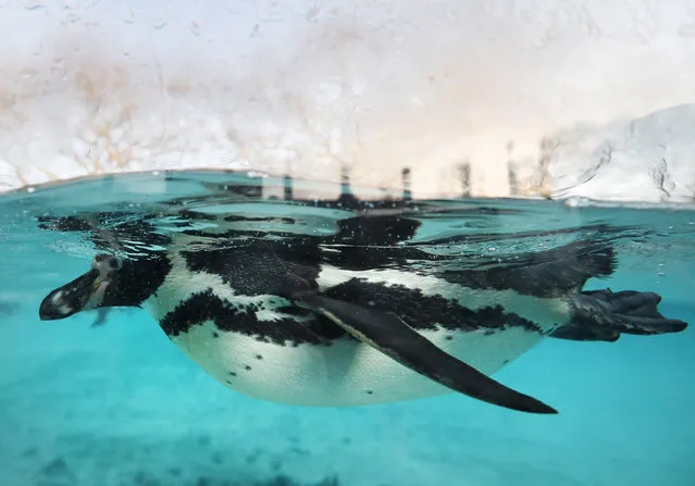 A Humboldt penguin swims during a photo call for the annual stock take at London Zoo in London, Tuesday, January 3, 2017. (Photo by Kirsty Wigglesworth/AP Photo)