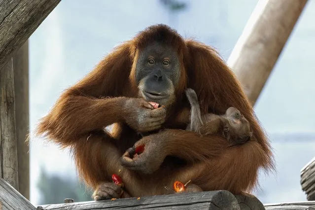 A newly born baby female of a critically endangered orangutan holds on to her mother Tanna at the Ramat Gan Safari Park near Tel Aviv, Israel, Sunday, July 25, 2021. The baby orangutan was born two weeks ago. (Photo by Tsafrir Abayov/AP Photo)