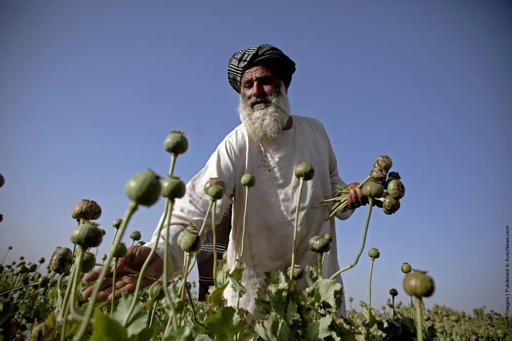 Poppies Cultivated At Kandahar Farm.
