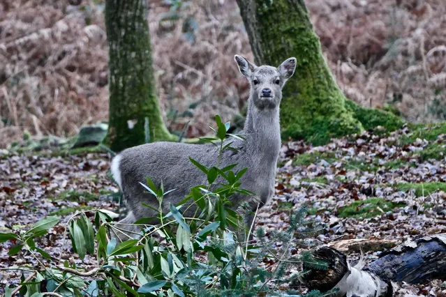 A deer at first light in Arne, Dorset, England on January 20, 2019. (Photo by Geoffrey Swaine/Rex Features/Shutterstock)