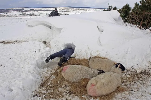 Farmer Donald O'Reilly searches for sheep or lambs trapped in a snow drift near weakened animals that had just been rescued, in the Aughafatten area of County Antrim, Northern Ireland March 26, 2013. (Photo by Cathal McNaughton/Reuters)