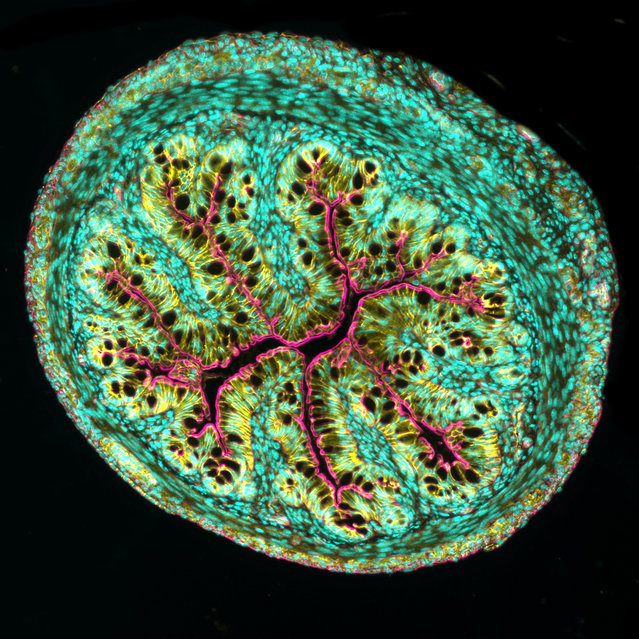 Eighth place: a cross-section of mouse intestine. (Photo by Dr. Amy Engevik/Medical University of South Carolina/Nikon Small World Photomicrography 2021)