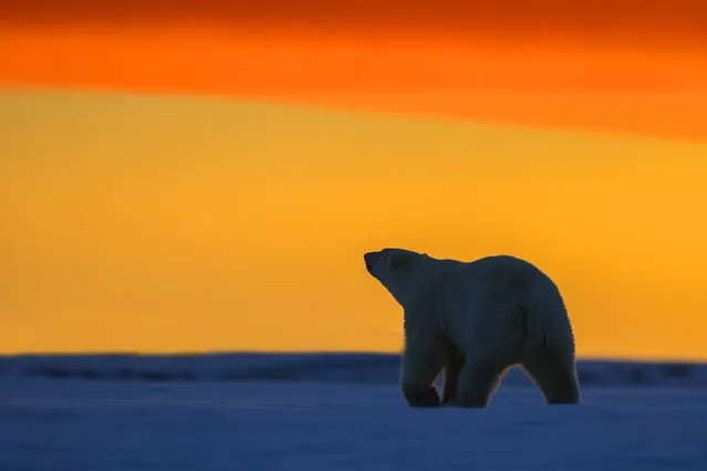 Polar Bear – walking in the sunset. (Photo by Sylvain Cordier/Caters News)