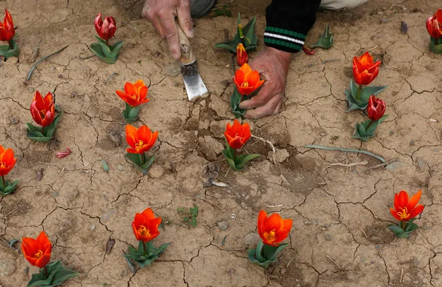 A Kashmiri gardener works to arrange Tulips, inside the Tulip Garden on the banks of Dal Lake, in Srinagar, the summer capital of Indian Kashmir, 02 March 2016. Throughout Kashmir, spring has arrived early this year. The Tulip season which usually starts from March 21 has already begun. (Photo by Farooq Khan/EPA)