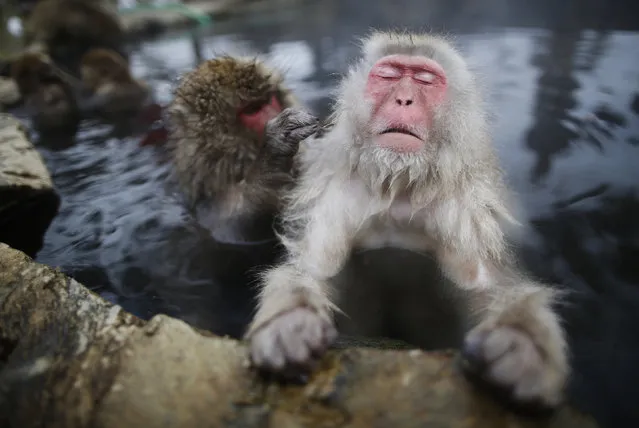 Japanese Macaques (or Snow Monkeys) groom each other in a hot spring at a snow-covered valley in Yamanouchi town, central Japan January 20, 2014. (Photo by Issei Kato/Reuters)
