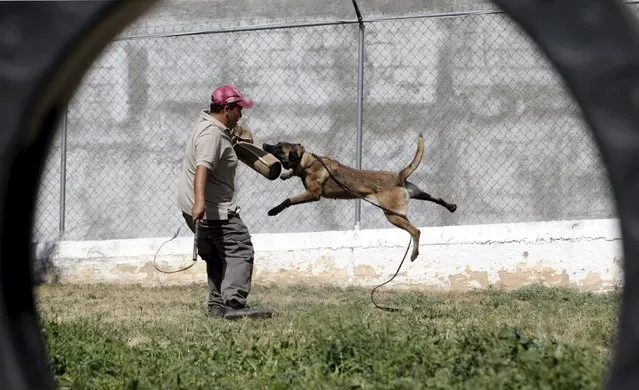 A dog trainer works with a previously abandoned dog at a police centre in Saltillo, Mexico March 4, 2016. Stray dogs are adopted by the police from a municipal anti-rabies centre and then trained to help the police patrol the streets, and search for drugs, explosives and weapons. (Photo by Daniel Becerril/Reuters)