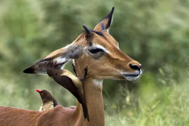 An Oxpecker picks the ear of an Impala in Kruger National Park, South Africa, Tuesday March 5, 2019. Oxpeckers feed on insects and ticks on giraffes, Impalas and other wild animals. (Photo by Jerome Delay/AP Photo)
