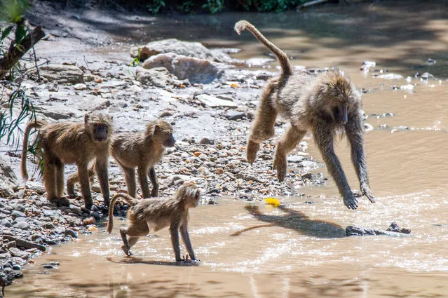 A baboon teaches her offspring how to jump over water. The animals live near the banks of the Talek River in Masai Mara, Kenya. (Photo by Ingo Gerlach/Barcroft Images)