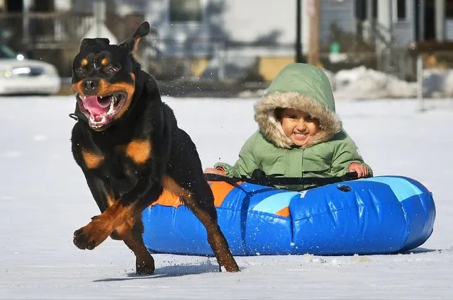 Kiara Unger-Fields, 4, of Johnstown, Pa., hangs on as she rides an inflatable tube pulled by her pup Neo, a Rottweiler, at Roxbury Park in Johnstown, Pa., Thursday, January 11, 2024. Unger-Fields was accompanied at the park by her father Roshon Fields. (Photo by Thomas Slusser/The Tribune-Democrat via AP Photo)