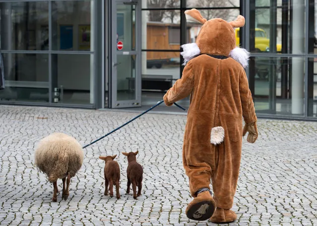 A man in an Easter bunny costume walks a sheep and two lambs, during a press conference for the public exhibition “Dresdner Ostern”, in Dresden, Germany on March 15  2016. The exhibition runs from 17-20 March 2016 at the Dresden exhibition grounds. (Photo by Sebastian Kahnert/EPA)