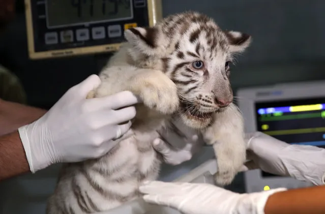 Veterinarians weight a white Bengal tiger cub born in captivity during a press presentation at Huachipa's private zoo in Lima, Peru, March 16, 2016. (Photo by Mariana Bazo/Reuters)