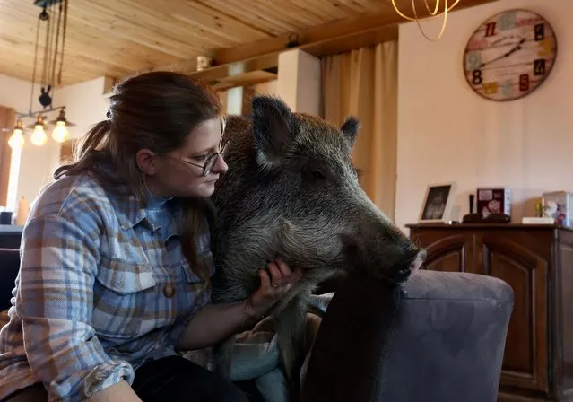 Tiffany Pierre, partner of Gregory Guiot, from Belgium's Wallonia region, pets Oscar, an 80-kg wild boar which lives with them at their home, after the animal was rescued during a hunting trip with their dog when it was a 700-gram boar, in Laneuville, Belgium on February 12, 2024. (Photo by Yves Herman/Reuters)