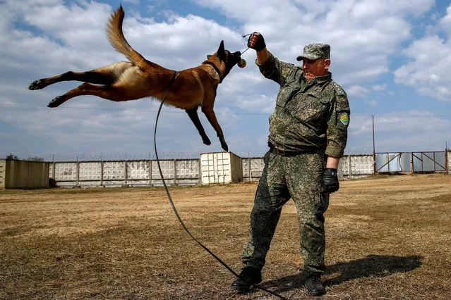 A canine handler and a service dog perform ahead of the customs championship at Central Customs Stadium (Dog-training center of Russia's Federal Customs Service) in the Shchyolkovo District, Moscow Region, Russia on April 22, 2019. (Photo by Artyom Geodakyan/TASS/Barcroft Media)