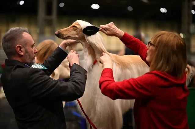 An Afghan hound is groomed before being judged on the last day of the Crufts dog show at the National Exhibition Centre in Birmingham, central England, on March 10, 2024. (Photo by Oli Scarff/AFP Photo)