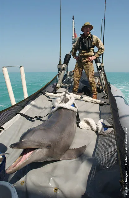 Dolphins In The Military