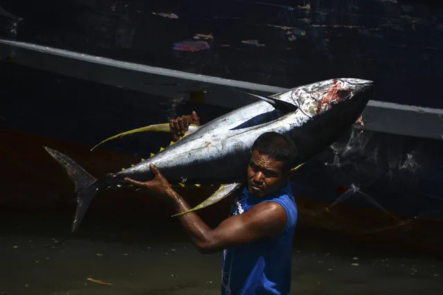 An Indonesian fisherman unloads yellowfin tuna after returning from sea at Banda Aceh, Aceh province on March 13, 2019. (Photo by Chaideer Mahyuddin/AFP Photo)