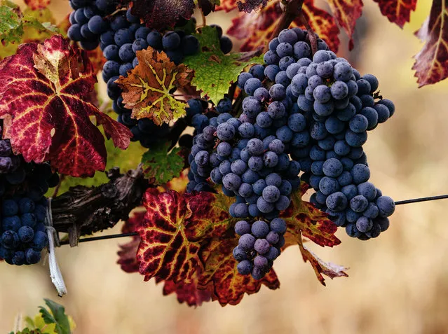 The bunches of grapes grow on the vine in a vineyard in Zavydovo village, Zakarpattia Region, western Ukraine on October 20, 2021. (Photo credit should read Serhii Hudak/Ukrinform/Barcroft Media via Getty Images)